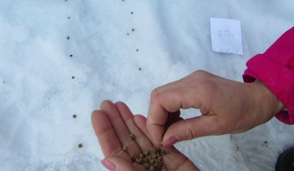 Семена под снегом