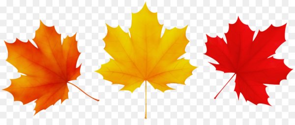 Кленовый лист на белом фоне