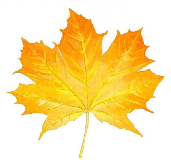 Осенние кленовые листочки