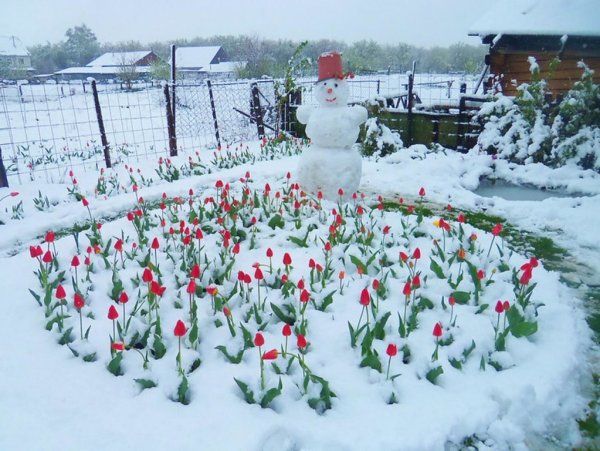 Огород зимой