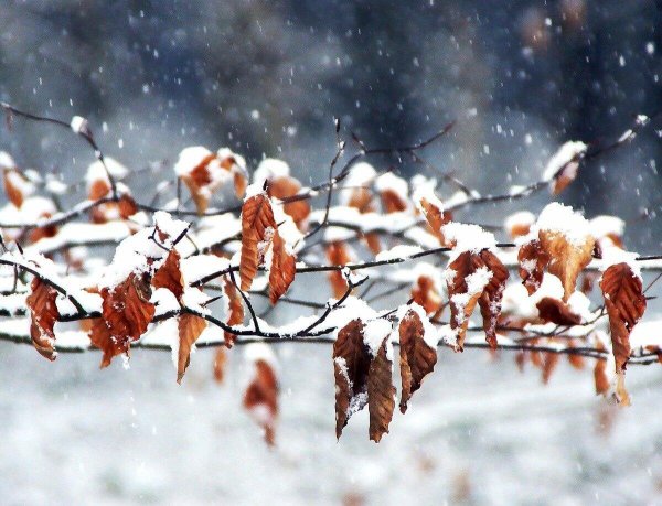 Осень снег с дождем