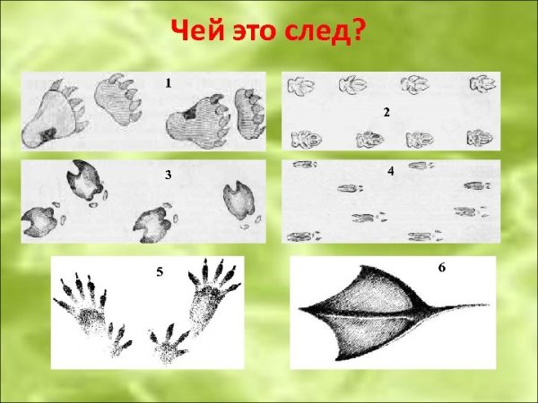 1688881047_kartin-papik-pro-p-kartinki-sledi-ptits-na-snegu-s-podpisyami-46