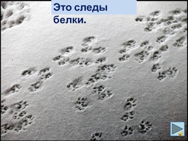 Беличьи следы на снегу