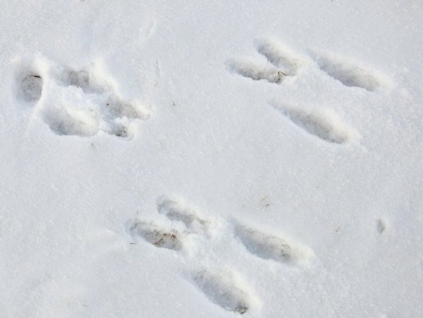 Следы полевки на снегу