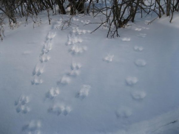 Следы белки на снегу