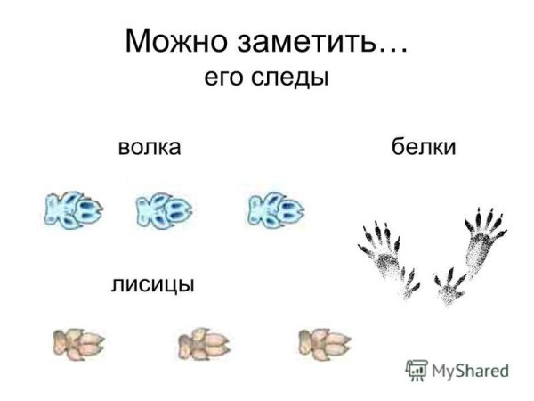 Следы белки окружающий мир