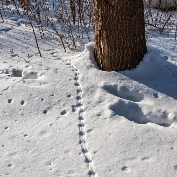Следы животных на снегу