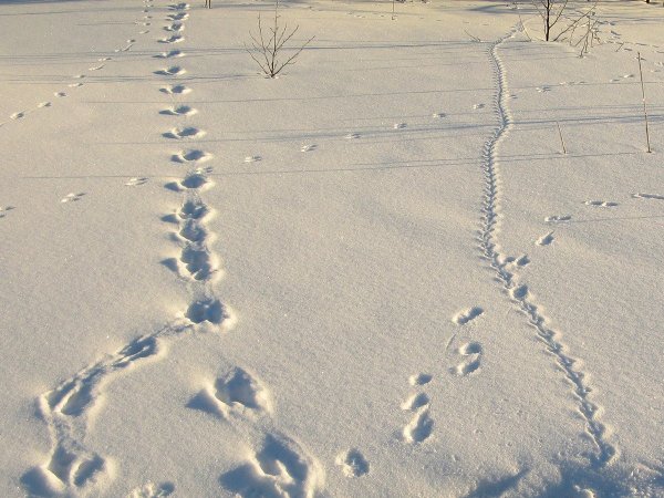 Следы зверей на снегу