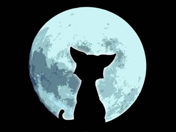 Кошка на фоне Луны