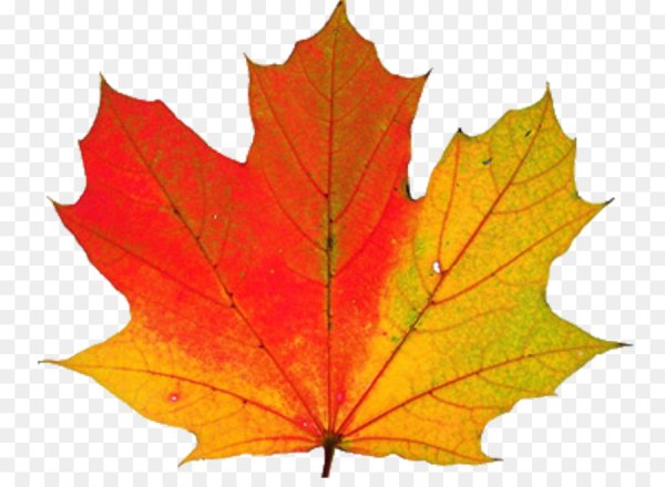 Разноцветные кленовые листья