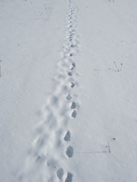 Следы лисицы на снегу