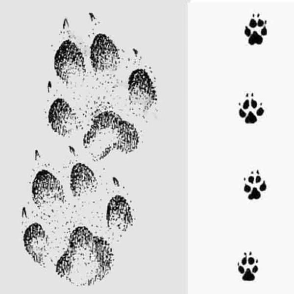 Следы волка и лисы на снегу