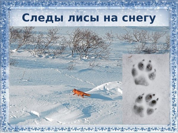 Лисьи следы на снегу