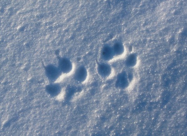 Следы лисы на снегу