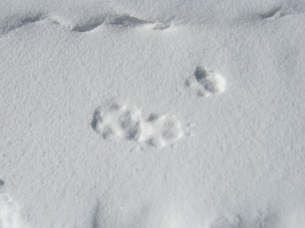 Следы лисы зимой