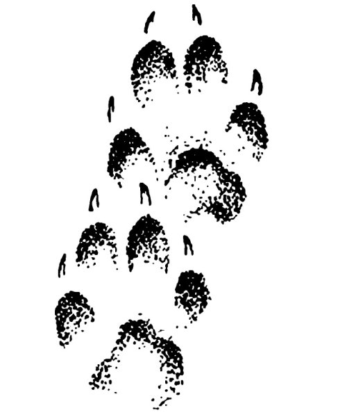 Следы лисы обыкновенной