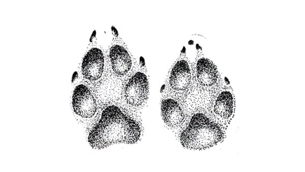 Следы зверей Рысь