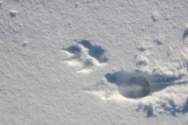 Следы лисицы