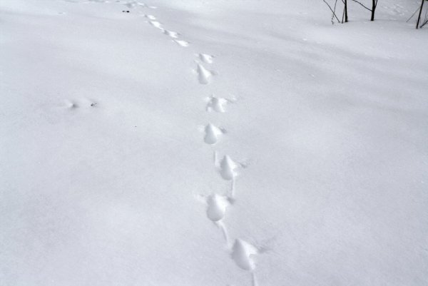 Следы лисы на снегу зимой