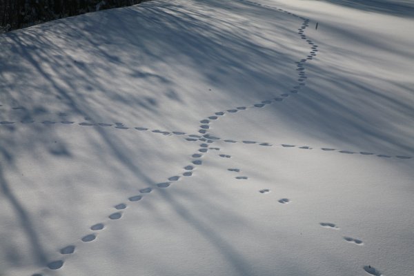 Следы лисы на снегу