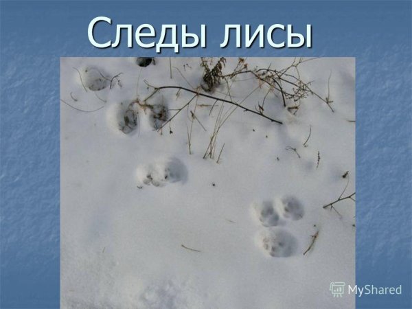 Следы лисы
