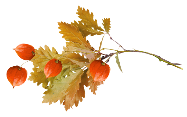 Ветка с осенними листьями