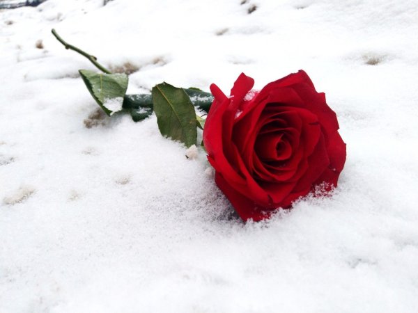 Открытка (плейкаст) «Розы под снегом...»