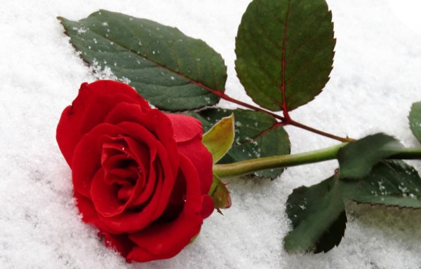 Бордовые розы на снегу