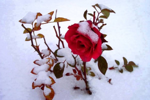 Розы под снегом