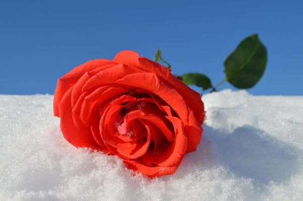 Цветы лежат на снегу