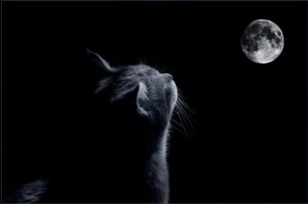 Черная кошка на фоне Луны