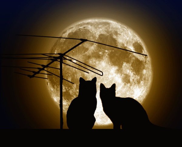 Кот на крыше