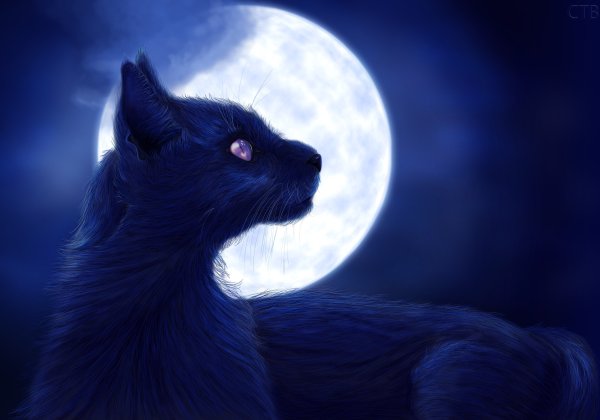 Фэнтези кошки