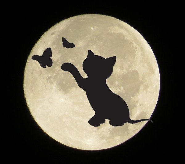 Кот и Луна