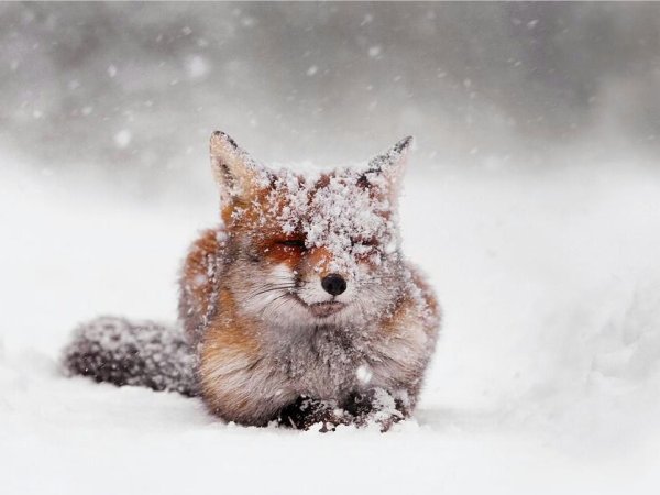 Лисенок в снегу