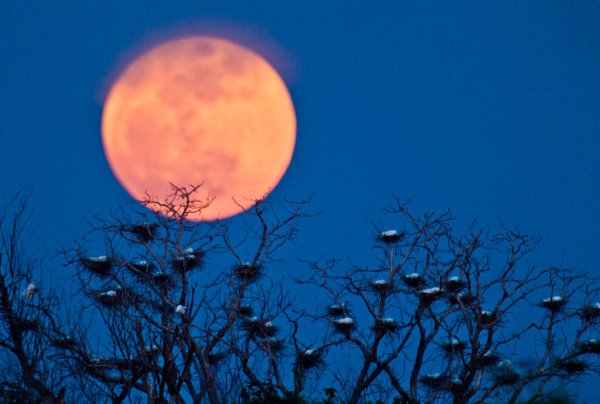 Луна суперлуние 2020