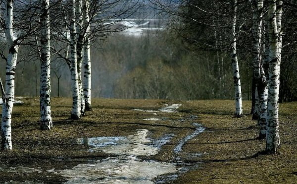 Природа , снег растаял