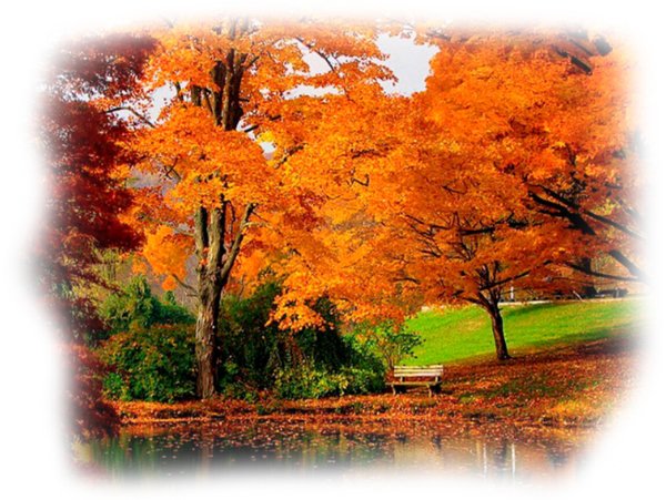 Осенний лес