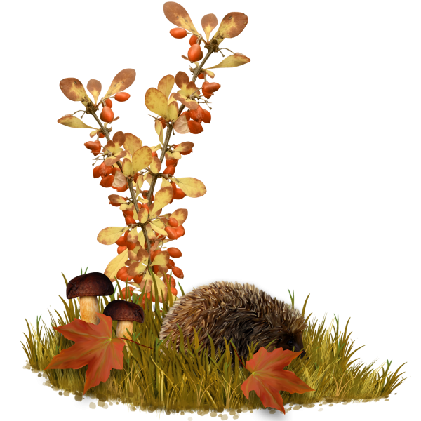 Осенняя трава на прозрачном фоне