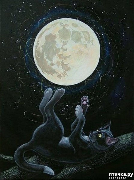 Кошка Луна