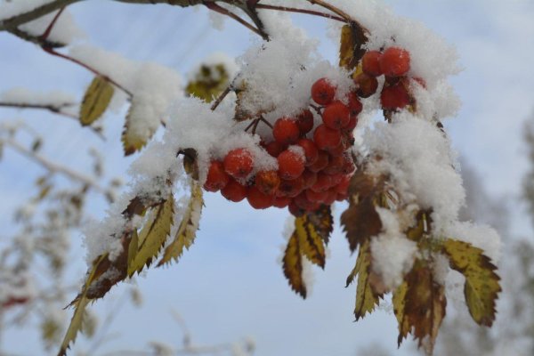 Фото первого снега