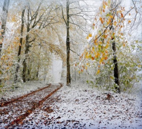 Снег на опавшей листве