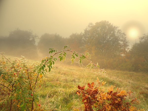 Осенний рассвет