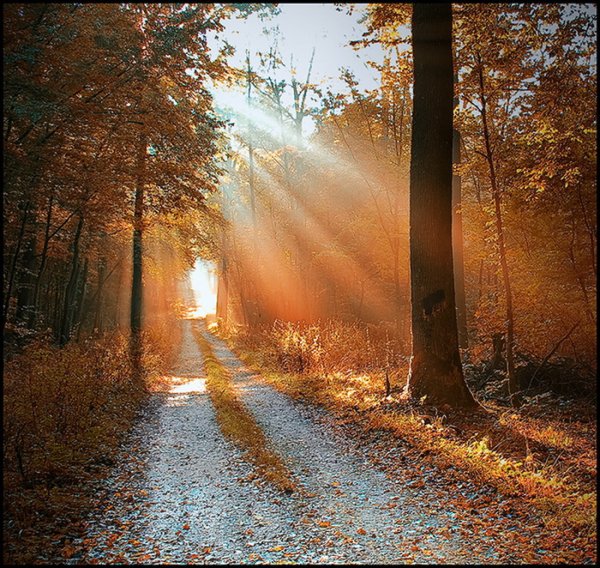 Осень рассвет