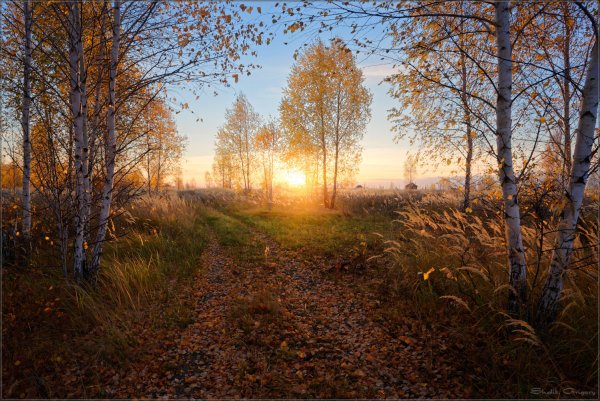 Осень рассвет