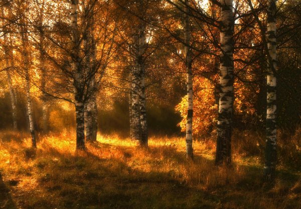 Рассвет в лесу осенью