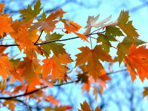 Осенняя листва