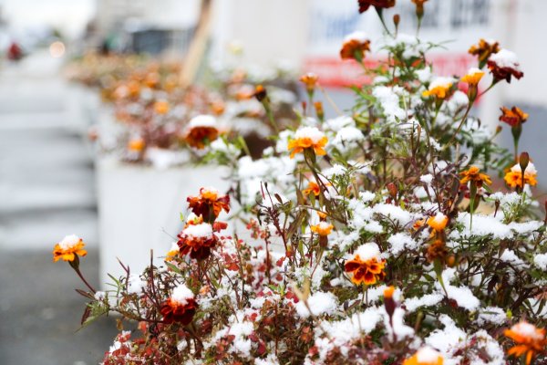 Снег на Покров