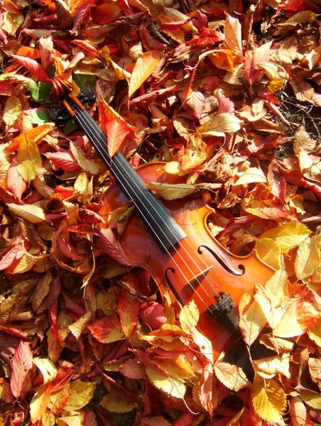 Скрипка осень
