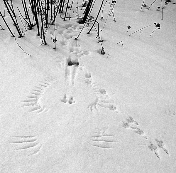 Следы сороки на снегу